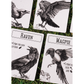 CORVIDS THE CARD GAME OF TRASH + TREASURE