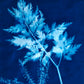 SUNPRINT KIT (CYANOTYPES)