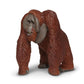 BORNEAN ORANGUTAN