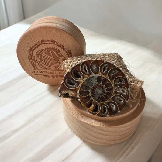 AMMONITE FOSSIL