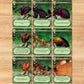 MARCH OF THE ANTS EVOLVED EDITION