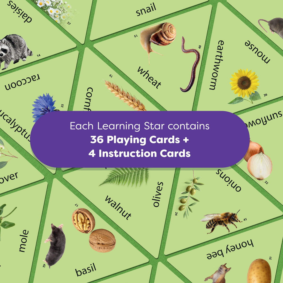 LEARNING STAR: FOREST, FIELD, AND MEADOW