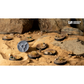 DESERTS OF MAAHL BASES 28MM ROUND