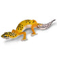 LEOPARD GECKO