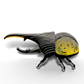 EUGY HERCULES BEETLE