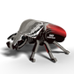 EUGY GOLIATH BEETLE