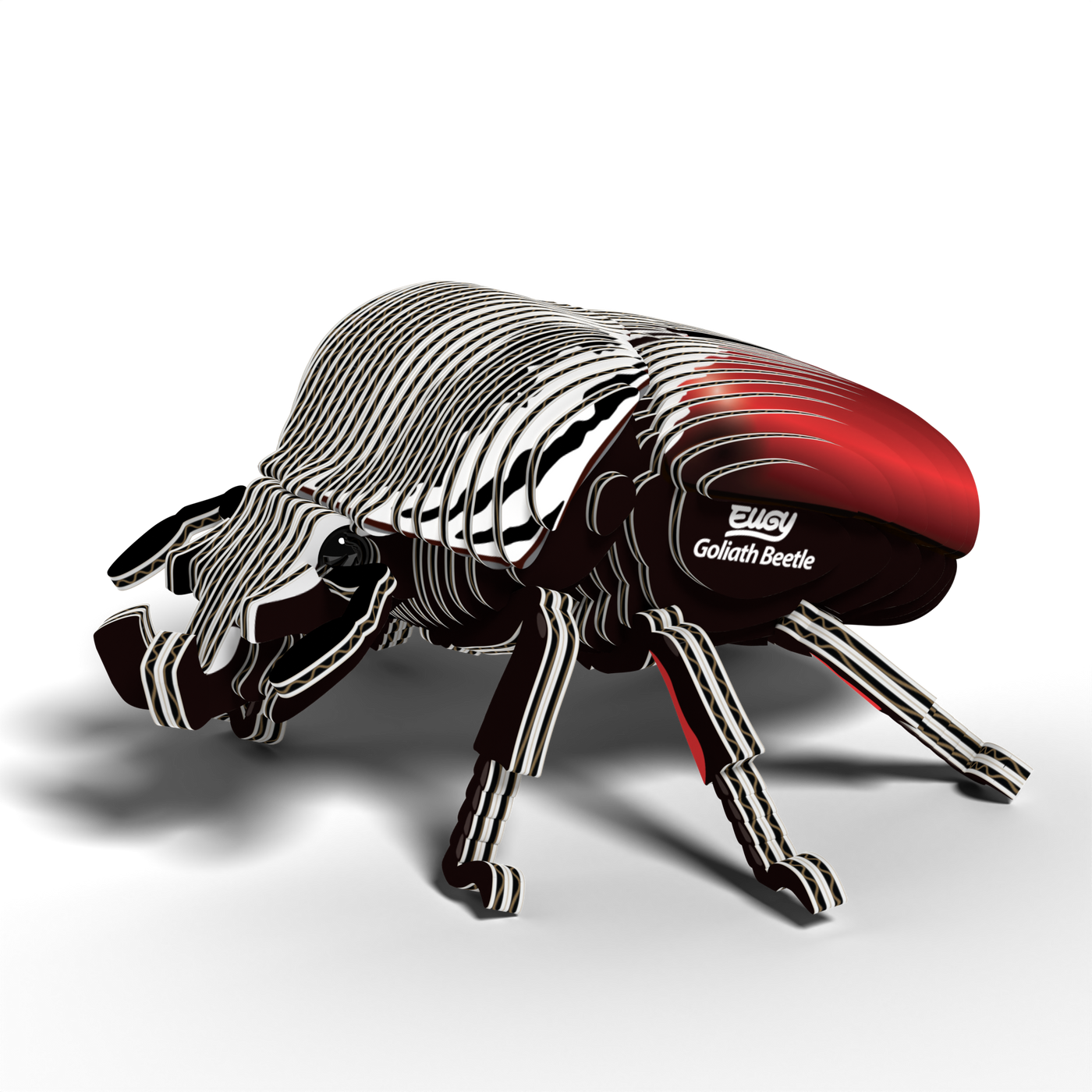 EUGY GOLIATH BEETLE