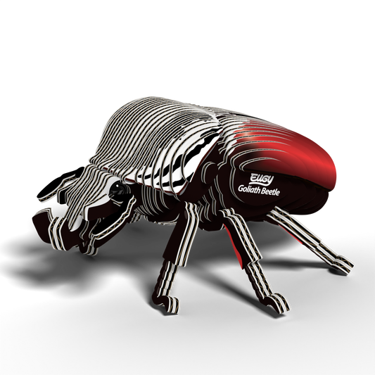 EUGY GOLIATH BEETLE