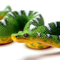 EMERALD TREE BOA