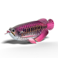 EUGY ASIAN AROWANA