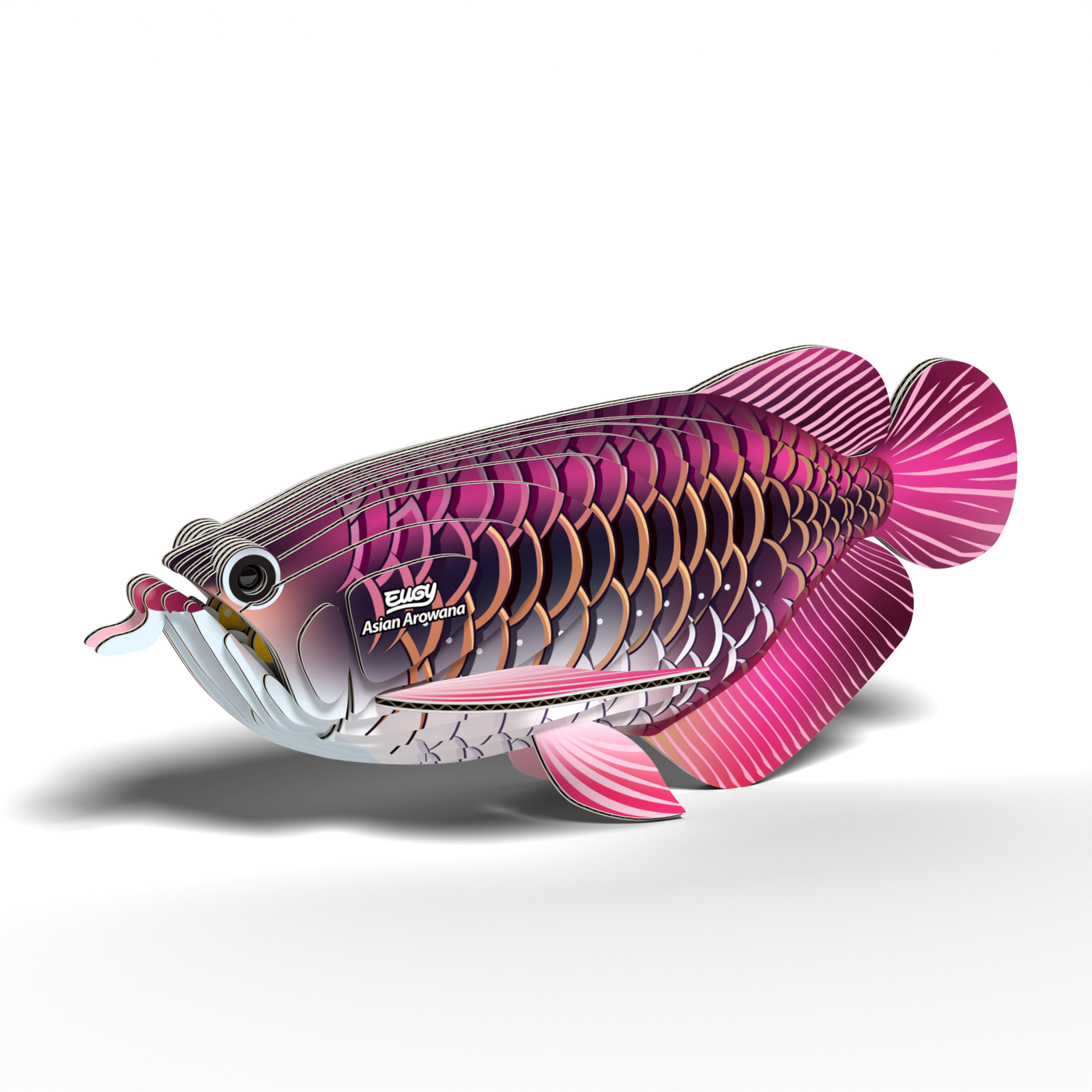 EUGY ASIAN AROWANA