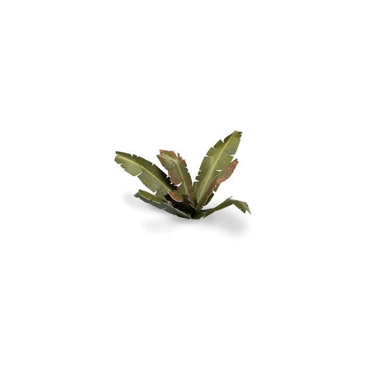 LASER PLANTS BANANA TREE